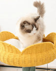 Katzenmöbel
