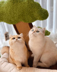 Katzensofa