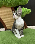 Katzensofa
