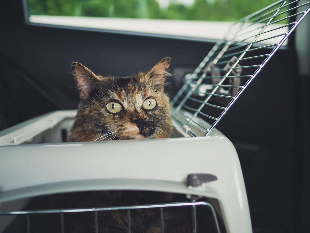Transportbox Katze