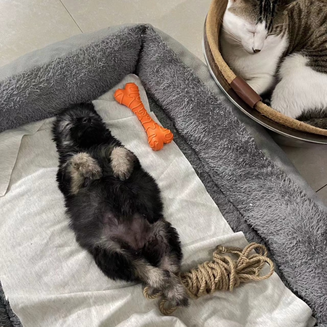 Der Welpe und die Katze
