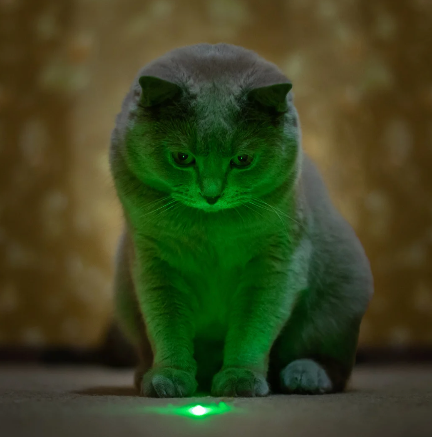 Laserpointer Katze