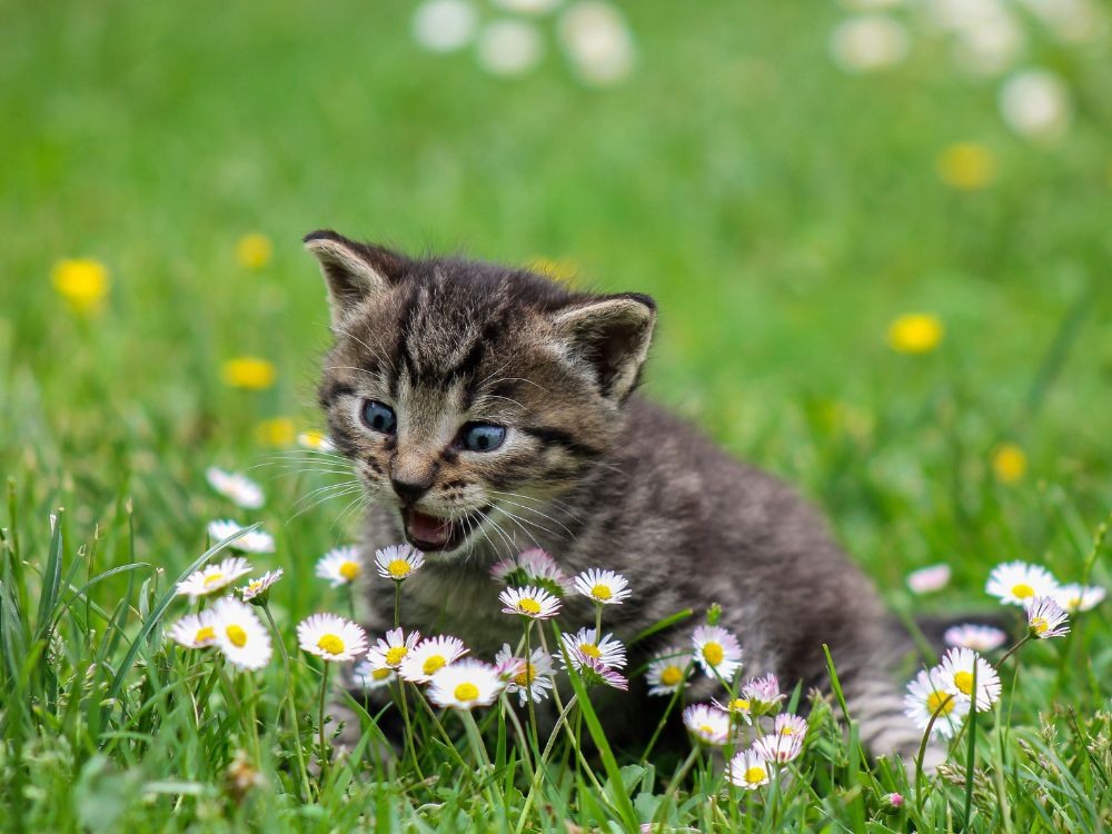 Katzen