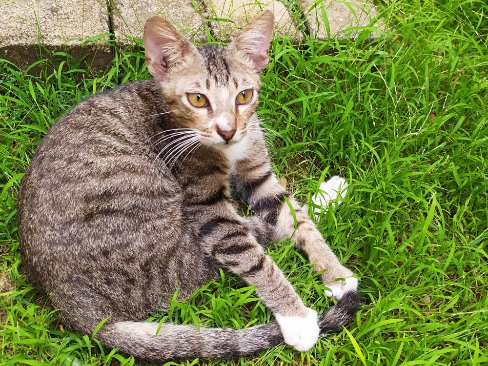 Katze