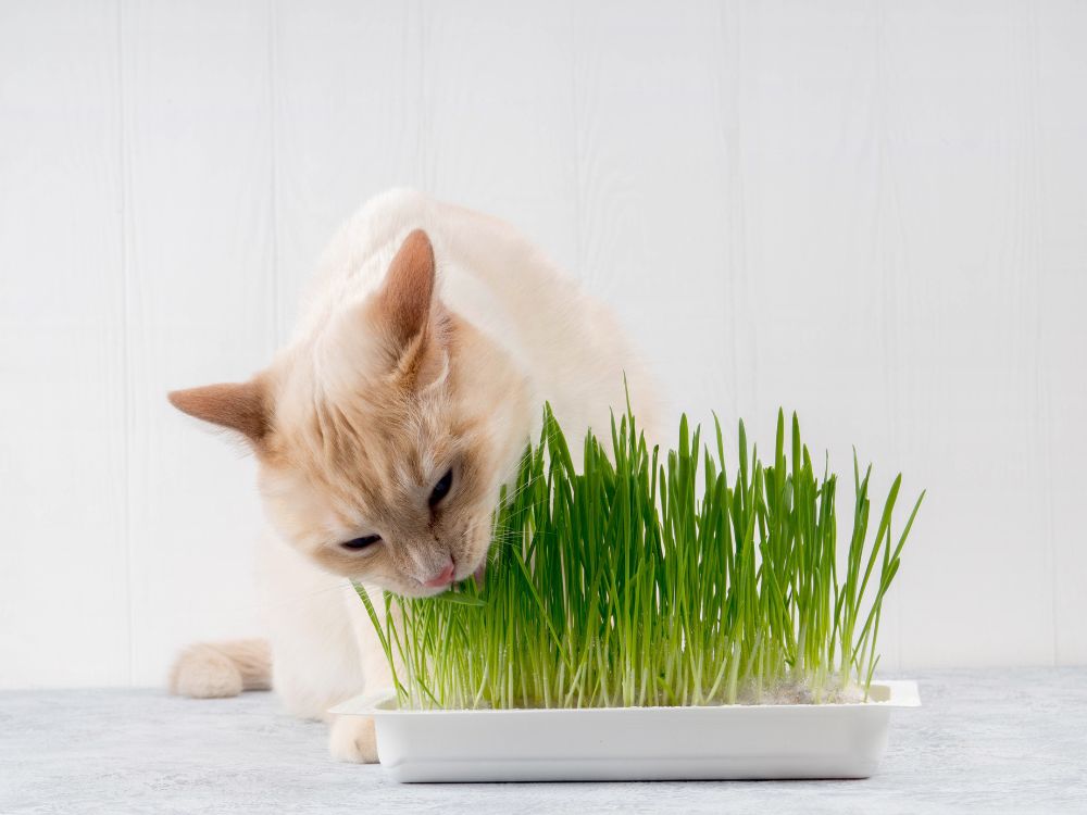Katzengras