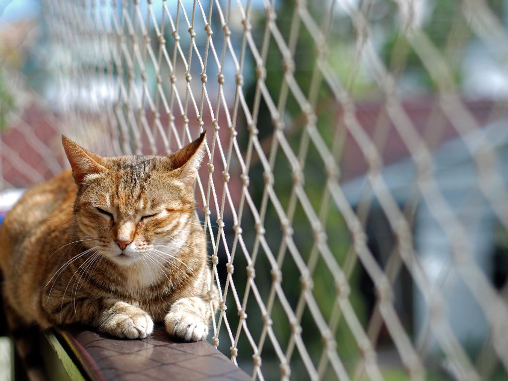 Katze