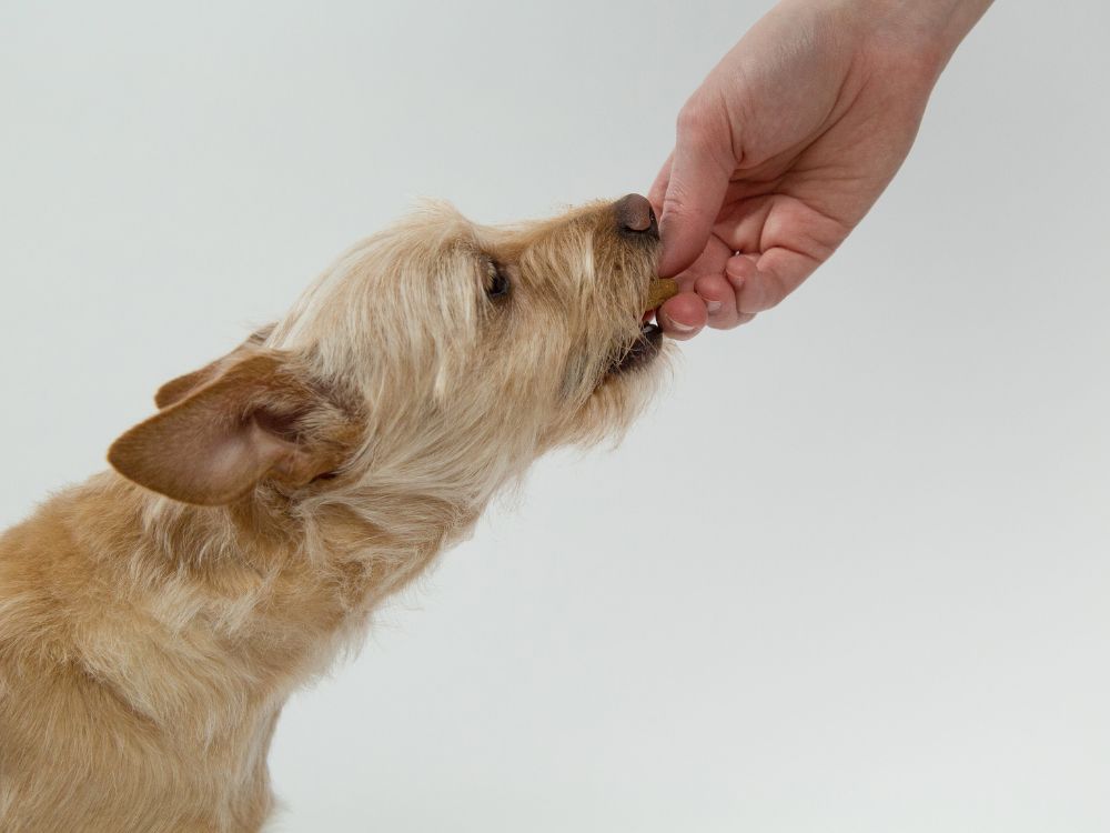 Hunde