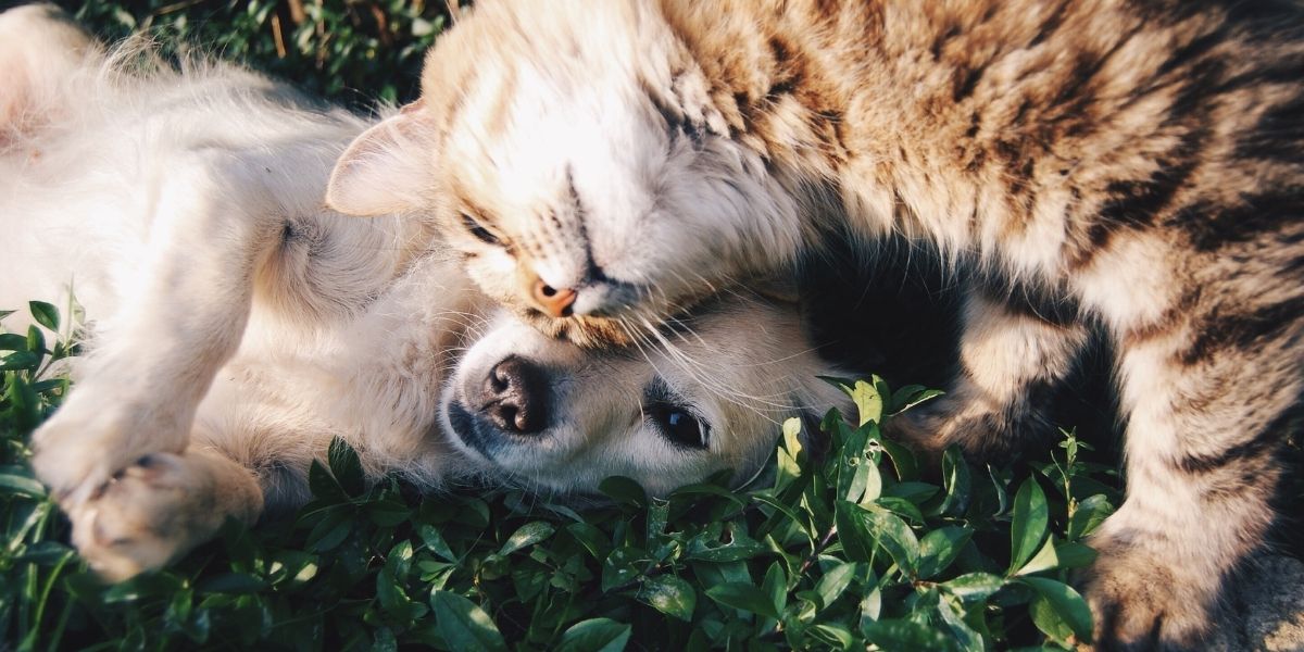 Katze und Hund