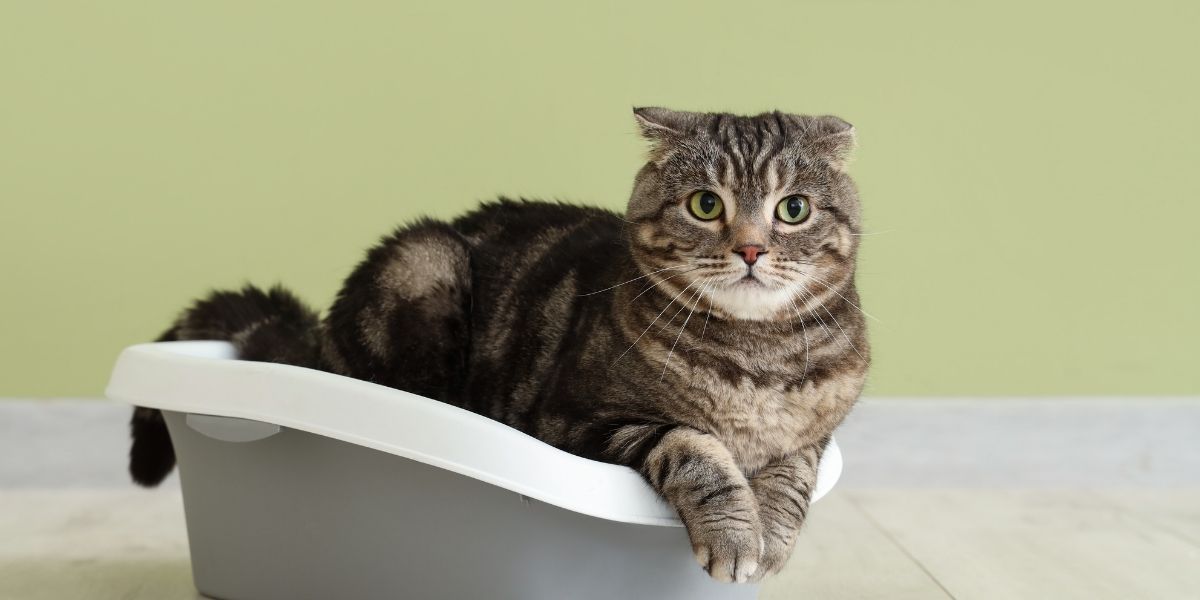 Katzentoilette