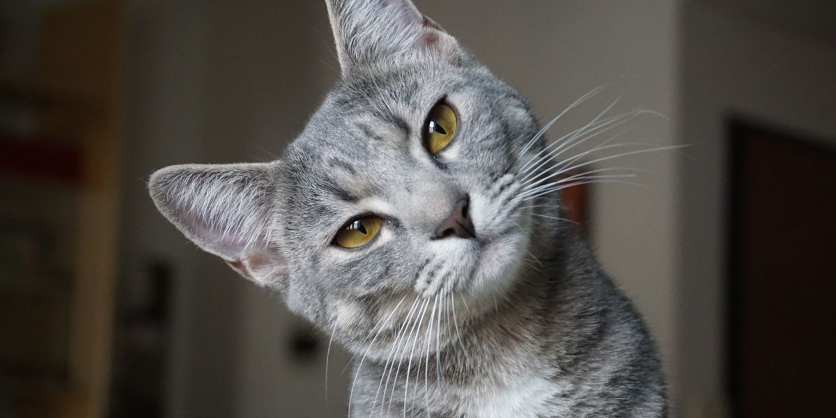 Abkühlung für Katzen im Sommer – so bleibt dein Stubentiger entspannt
