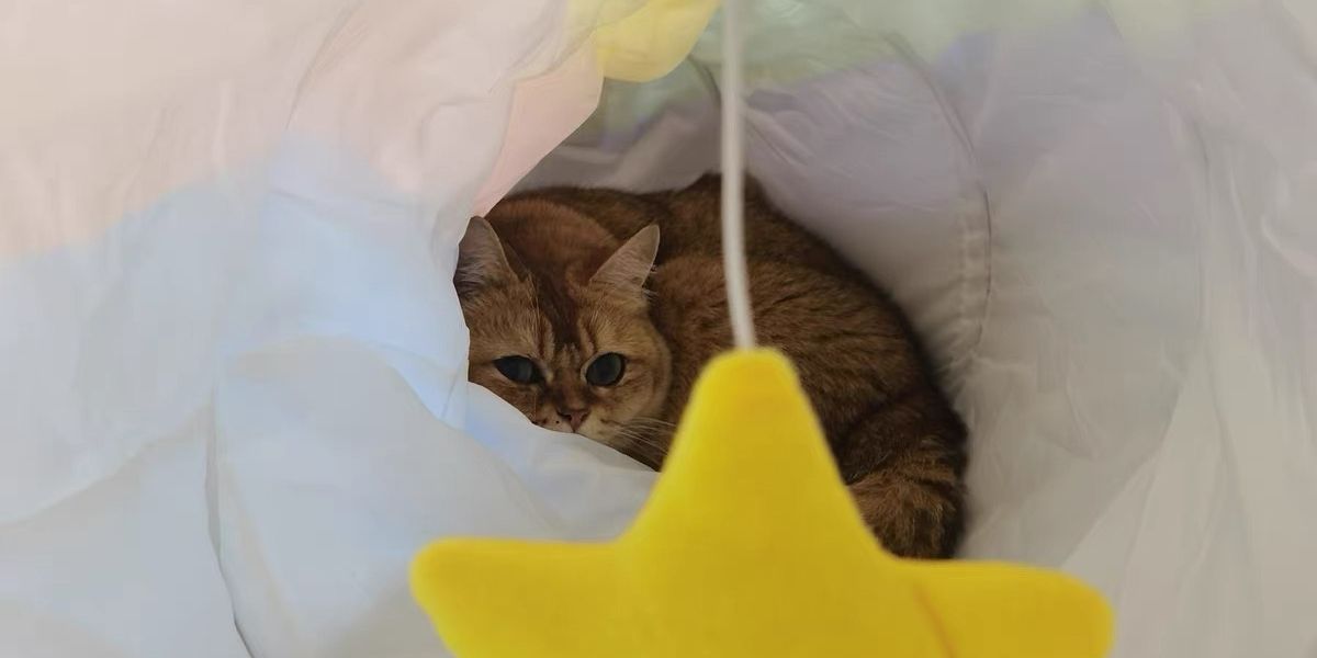 Interaktives Katzenspielzeug