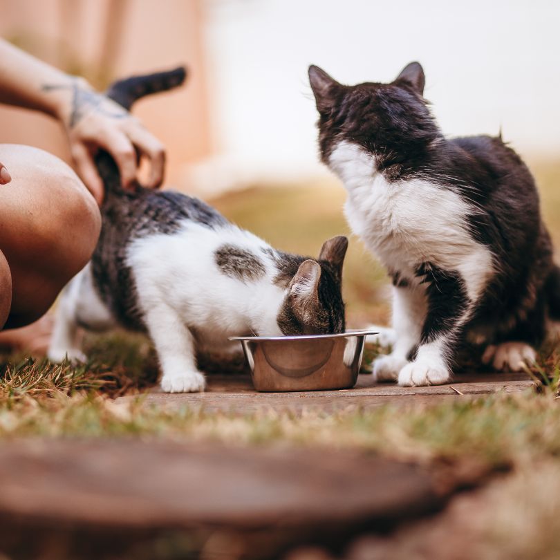 Bin ich ihr Lieblingsmensch? So zeigt es dir deine Katze