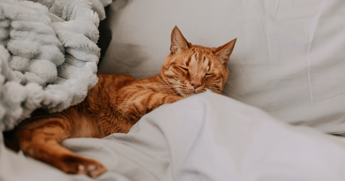 Katze