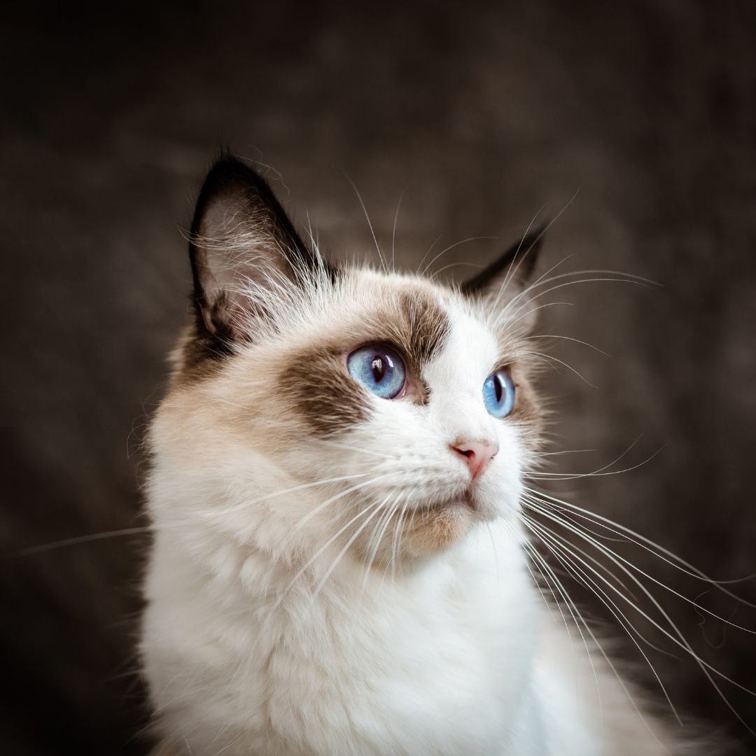 Ragdoll