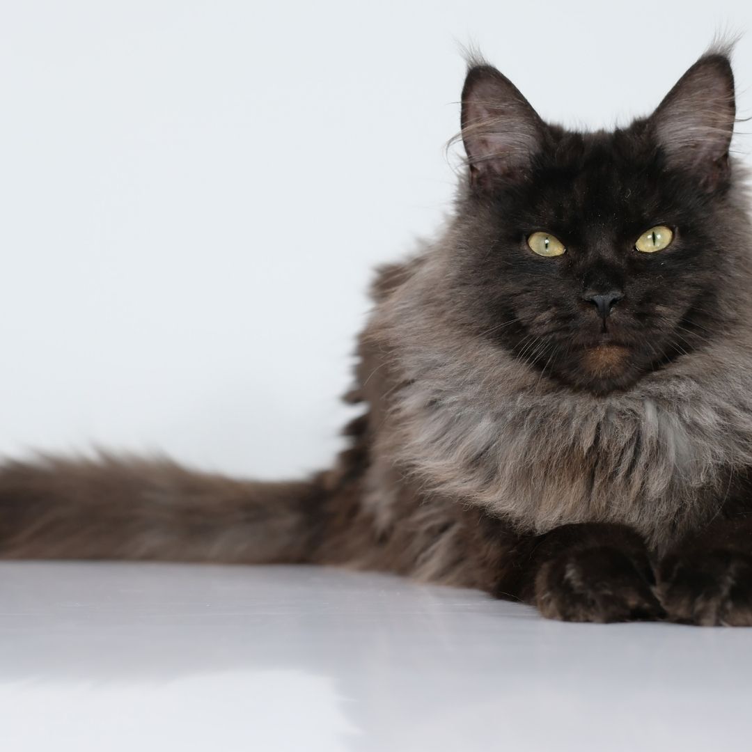 Main coon