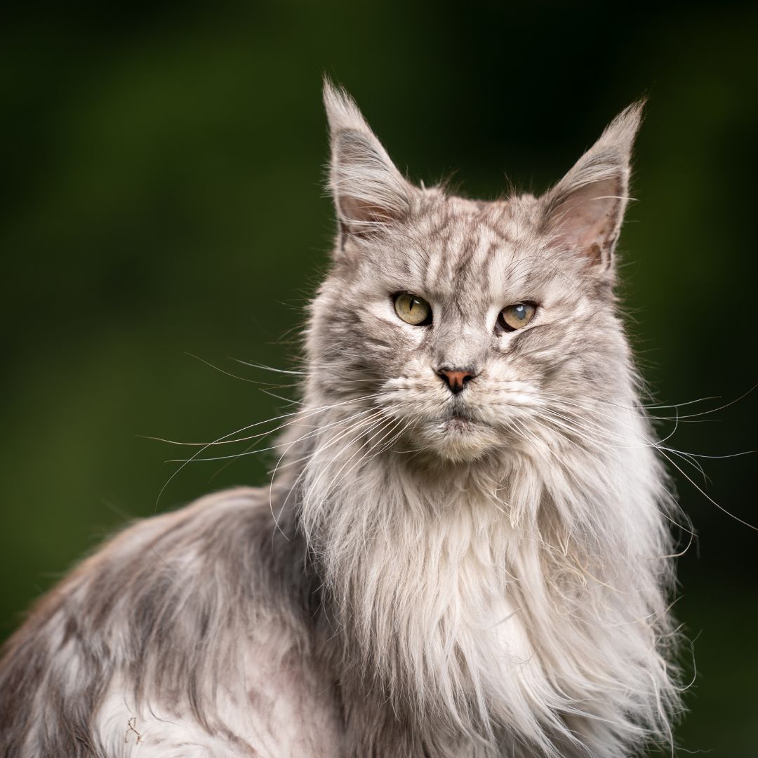 Katze