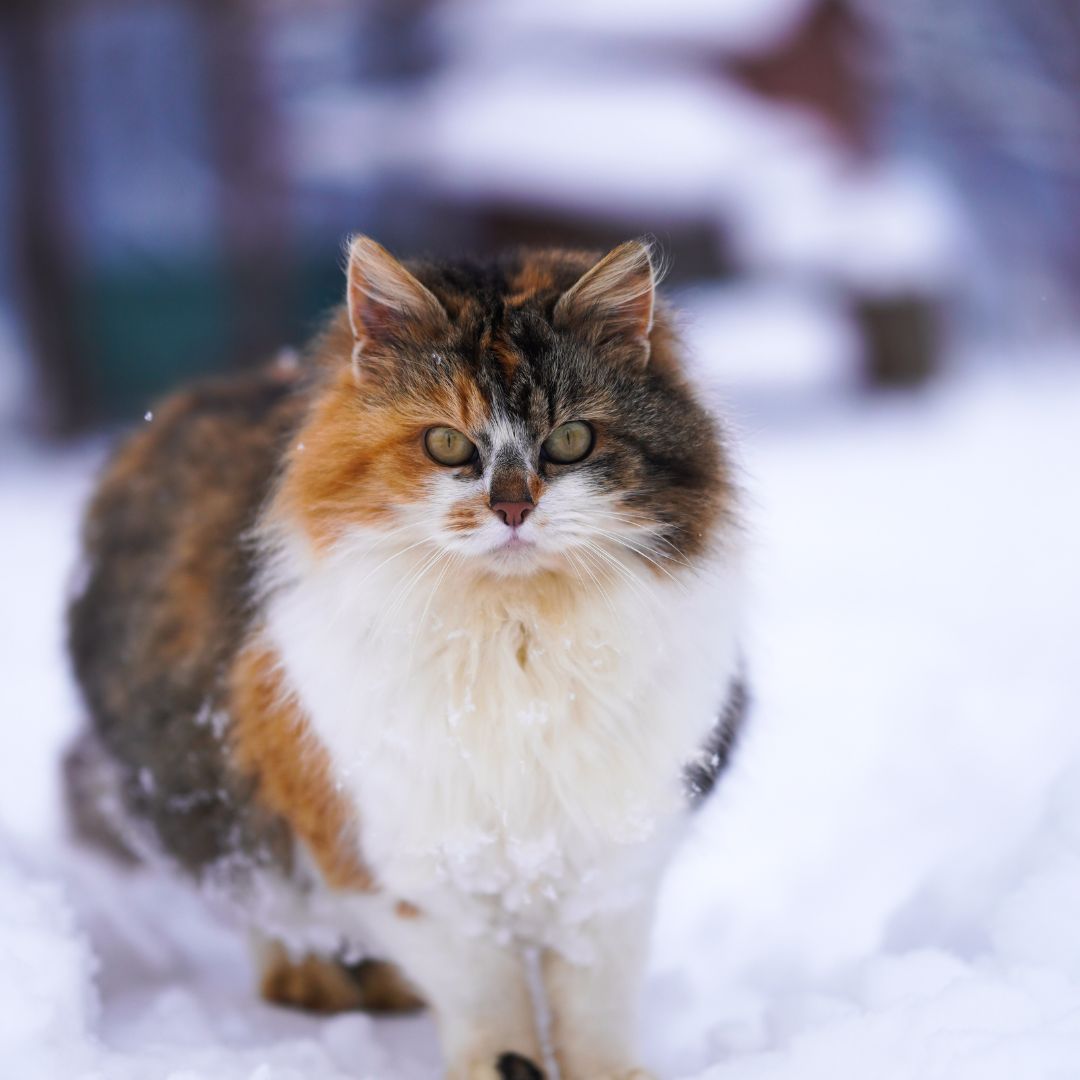 Katze