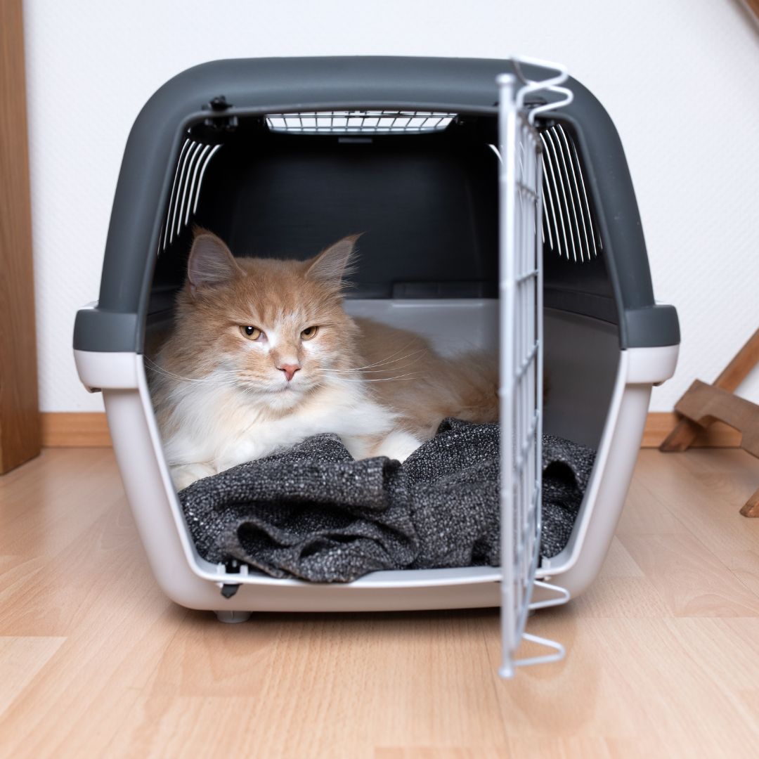 Transportbox für Katze