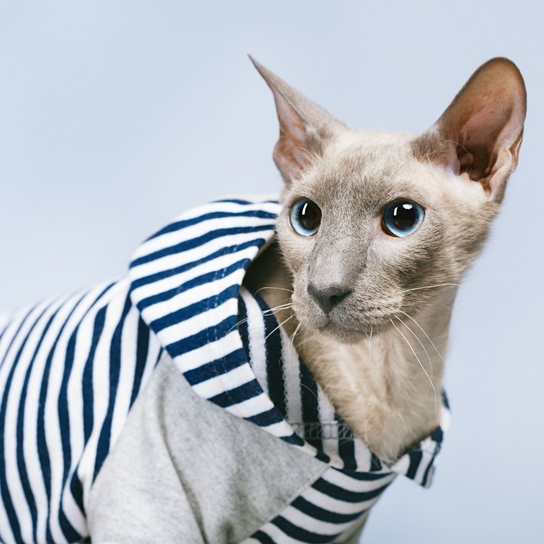 Peterbald Katze