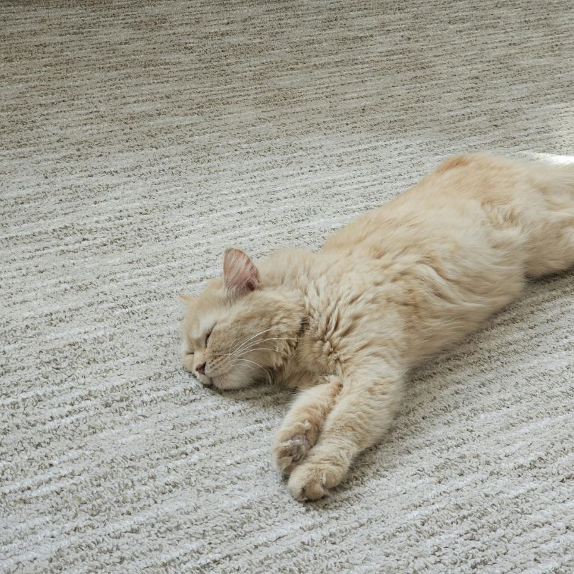 Katze pinkelt in die Wohnung