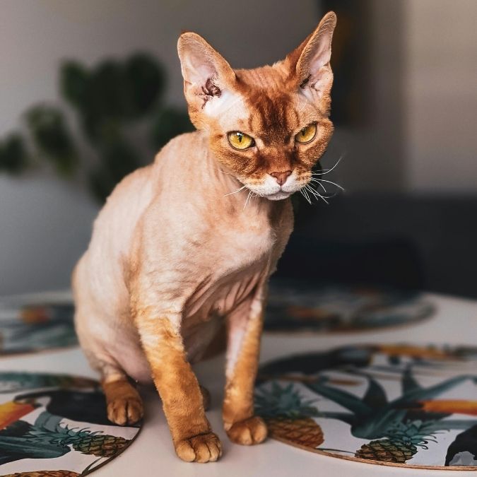 Cornish Rex Katze