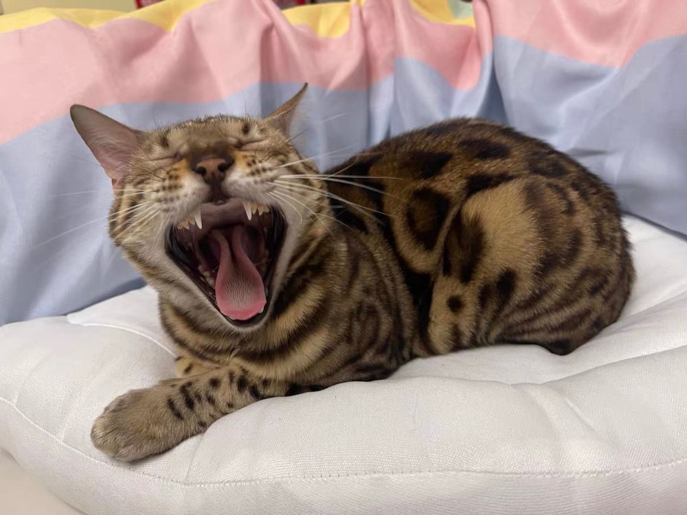 Katze Spielzeug