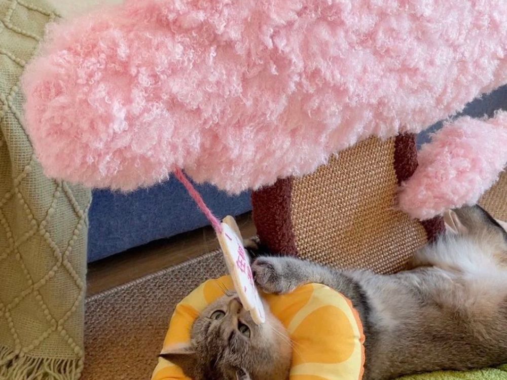 Katzenbett