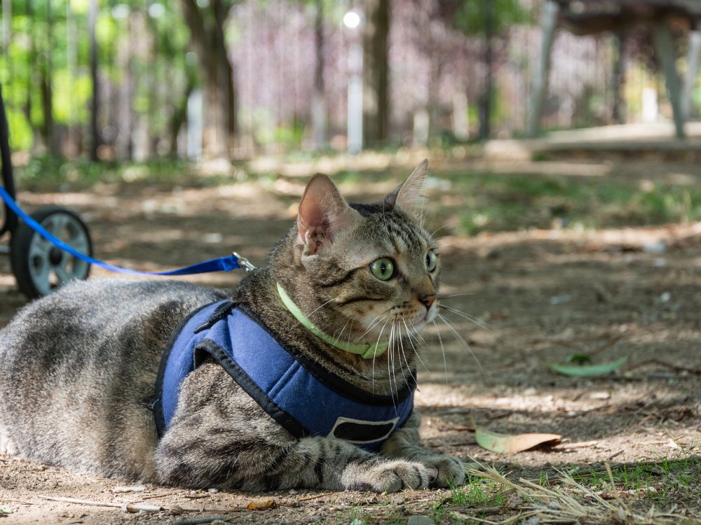 Katzengeschirr