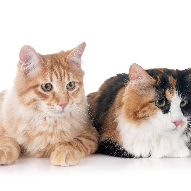 American Bobtail Katze