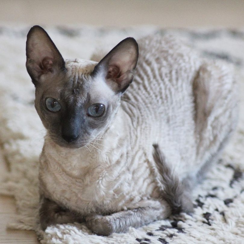 Cornish Rex