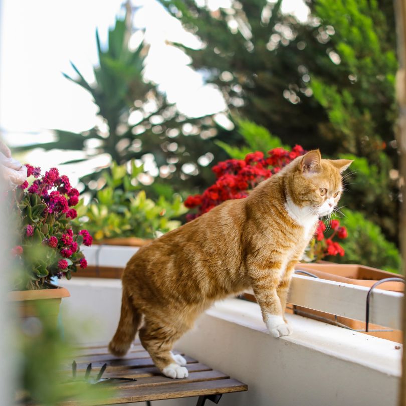 Katzensicher machen Balkon