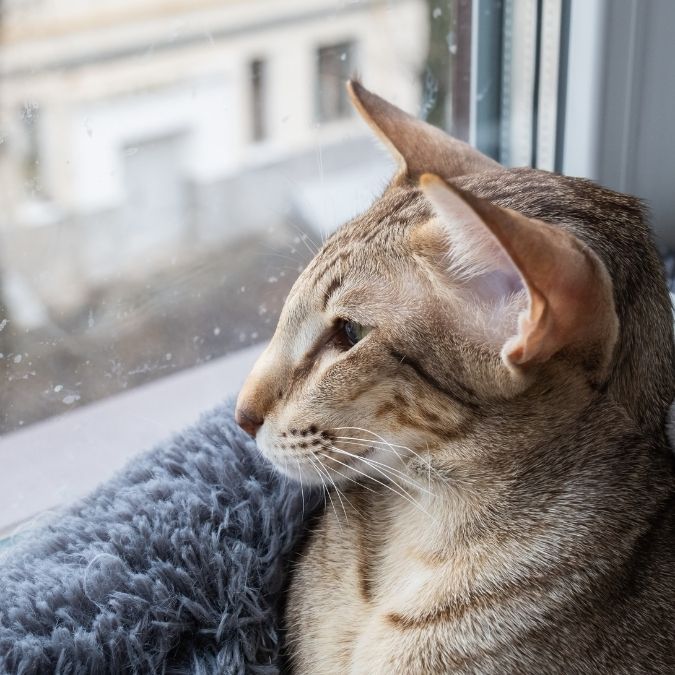 Orientalisch Kurzhaar