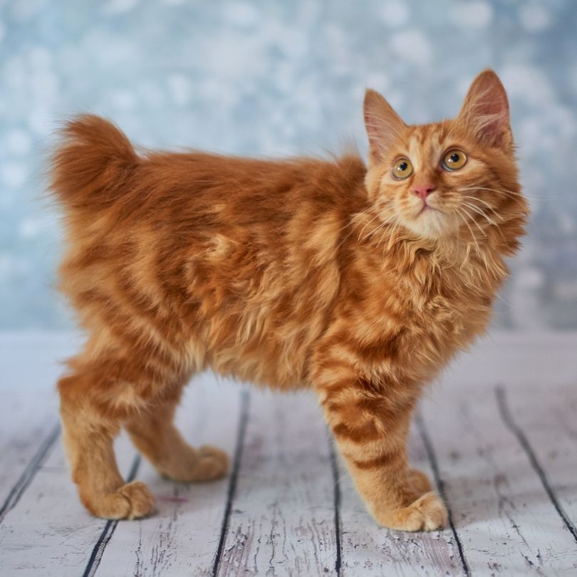 American Bobtail Katze
