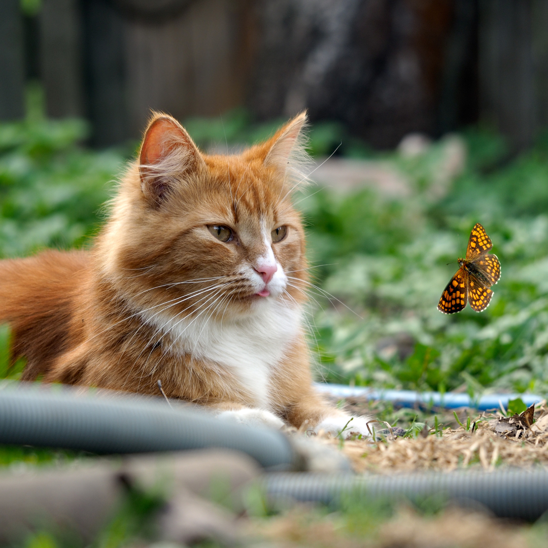 Die Katze und das Schmetterling