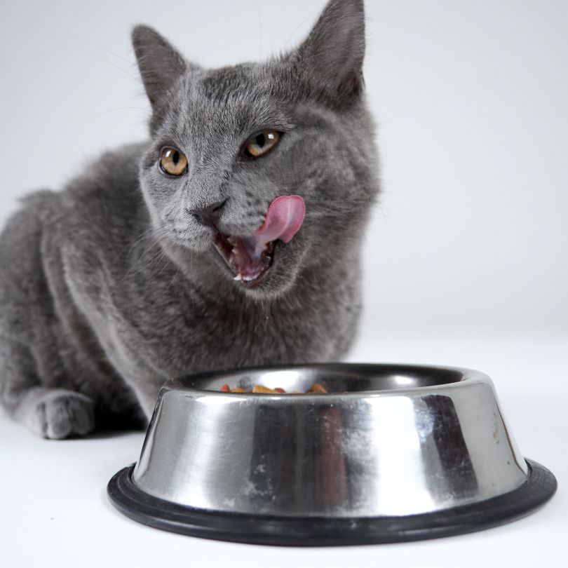 Welches Katzenfutter ist das beste