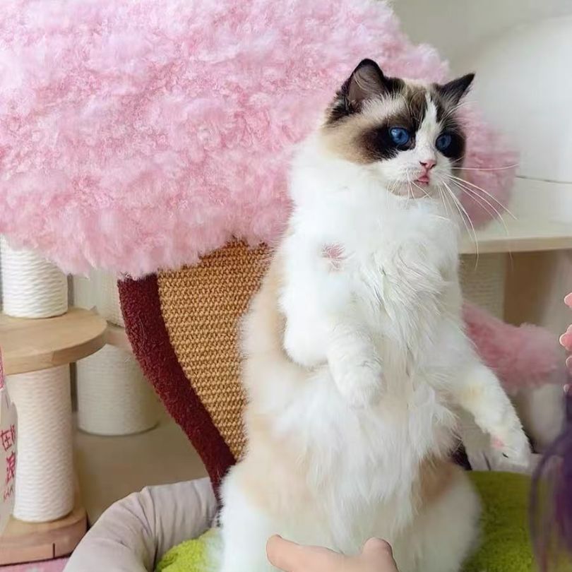 Katzenbett