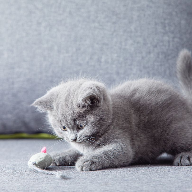 Zeichen, dass deine Katze entspannt und stressfrei ist