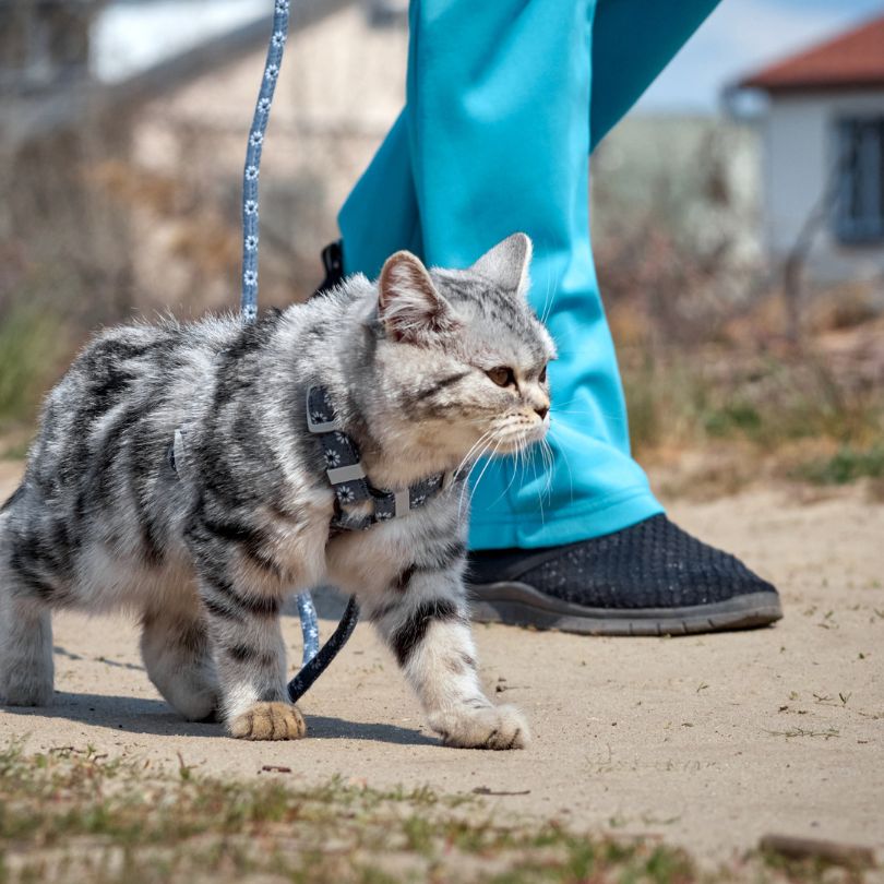 Katze an die Leine gewöhnen