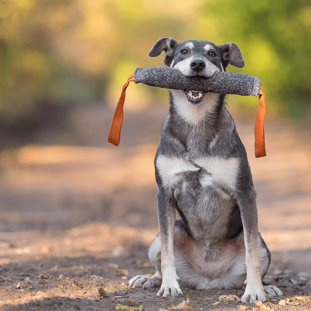 Der Hund mit dem Suchtraining 