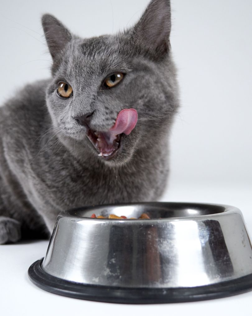 Gewährliche Lebensmittel für  Katzen