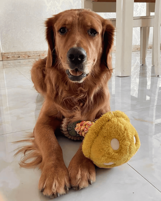 Hundespielzeug unkaputtbar