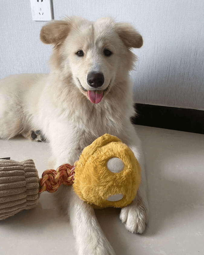 Hundespielzeug unkaputtbar