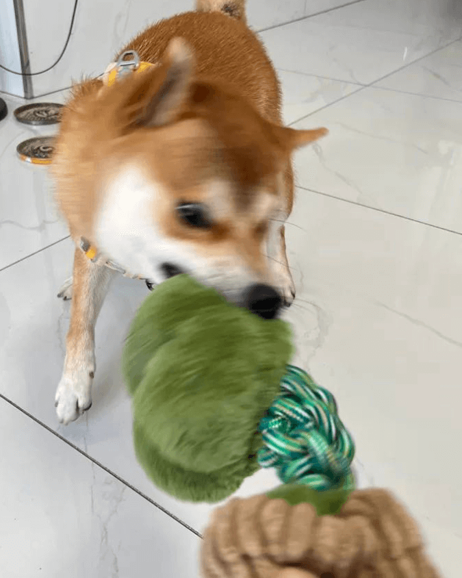 Hundespielzeug unkaputtbar