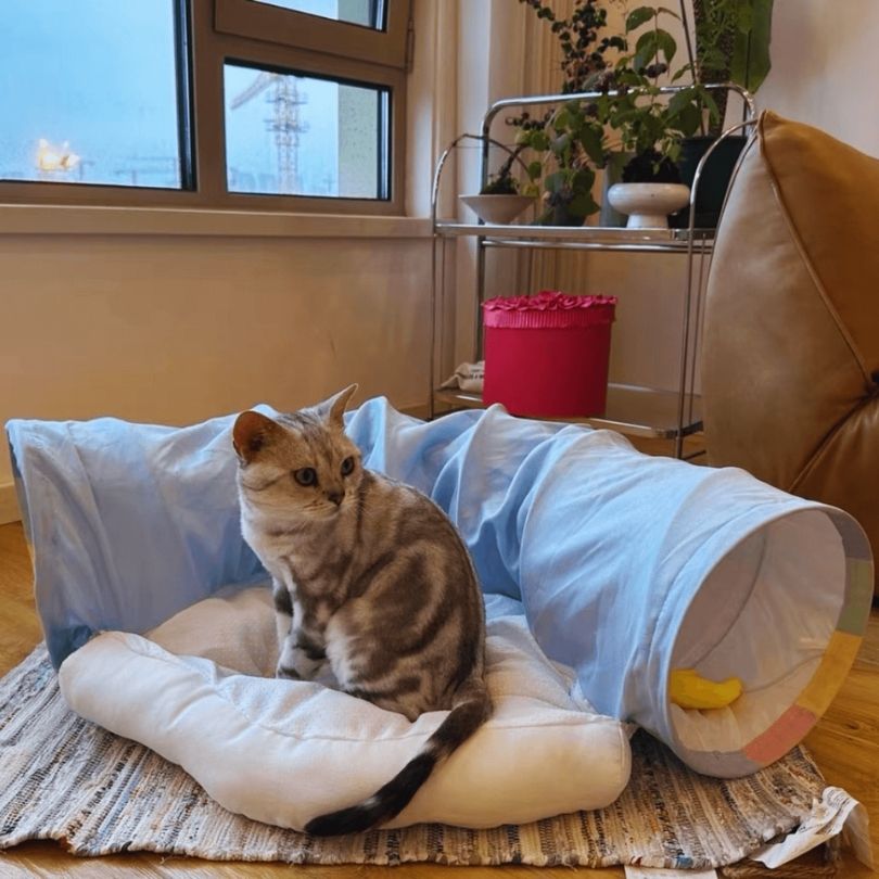 Katzenspielzeug