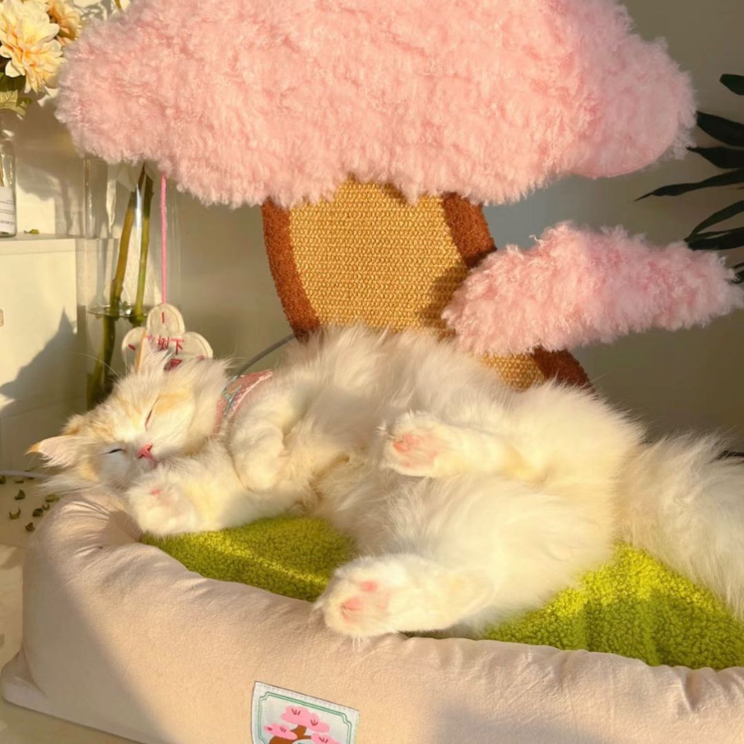 Katzenbett