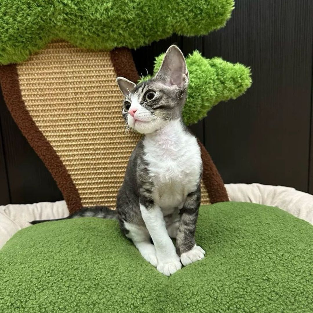 Katzenbett